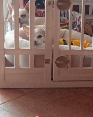 recinto cagnolini