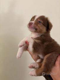 Cuccioli di Pastore Australiano con pedigree ENCI