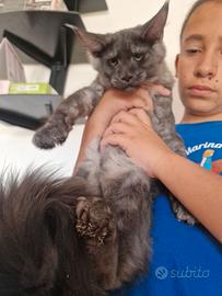 Gattina Maine Coon - con pedigree - MArina Lab