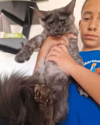 Gattina Maine Coon - con pedigree - MArina Lab