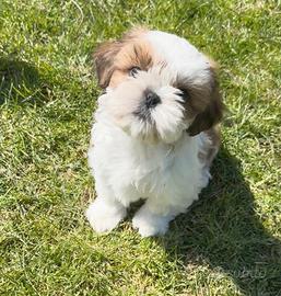 Shih Tzu figli di campioni, pedigree enci