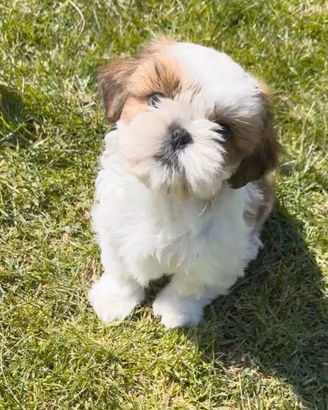 Shih Tzu figli di campioni, pedigree enci