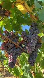 Uva Cannonau Doc