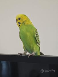 Cocorita allevata a mano