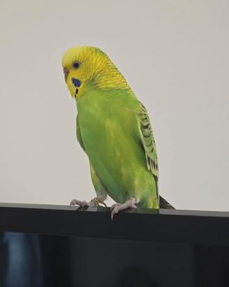 Cocorita allevata a mano