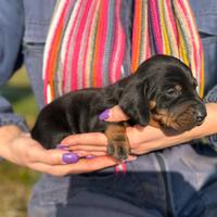 Cuccioli di Bassotto Tedesco