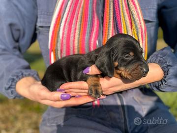 Cuccioli di Bassotto Tedesco