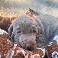 Weimaraner