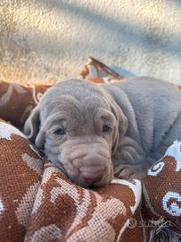 Weimaraner