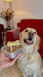 Cane Golden Retriever