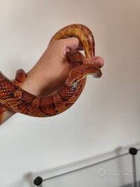 Serpente del Grano