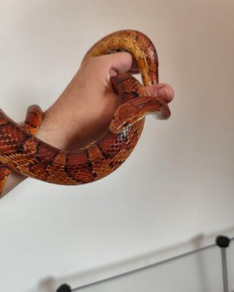 Serpente del Grano