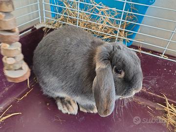 Coniglietta nana ariete