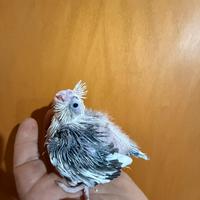 Pappagalli Calopsite