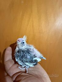 Pappagalli Calopsite