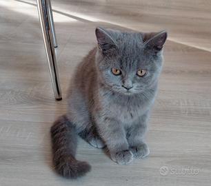 Scottish fold e straght