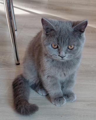 Scottish fold e straght