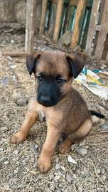 CUCCIOLO MASCHIO DI PASTORE BELGA MALINOIS 2 MESI