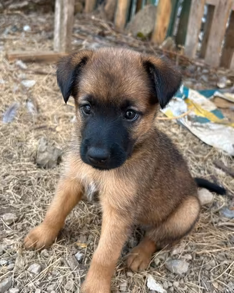 CUCCIOLO MASCHIO DI PASTORE BELGA MALINOIS 2 MESI