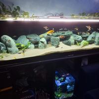 Ciclidi malawi mbuna