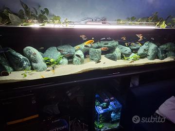 Ciclidi malawi mbuna