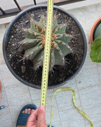 Coppia Cactus Blu Ferocactus Glaucescens