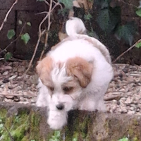 Cuccioli Jack russell terrier