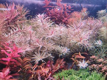 caridine e potature di T. S. 