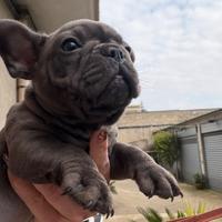 Bulldog francese blu femmina