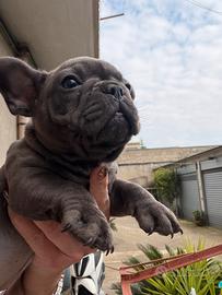 Bulldog francese blu femmina