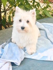 West White hinghland terrier