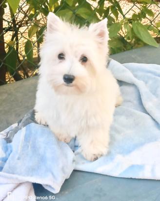 West White hinghland terrier