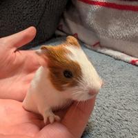 Cuccioli porcellino d'india