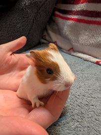 Cuccioli porcellino d'india