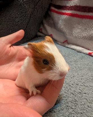 Cuccioli porcellino d'india