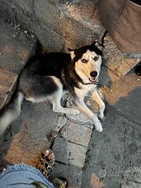Cucciola di Husky Siberiano