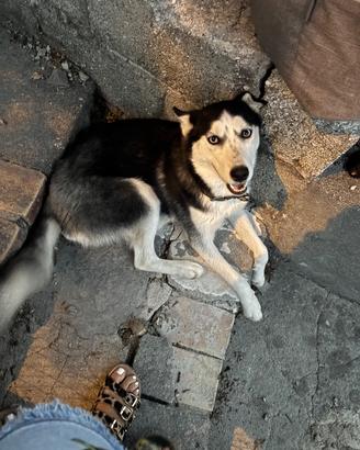 Cucciola di Husky Siberiano