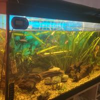 Acquario 120l. misure 80x40x30.