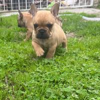 Bulldog francese