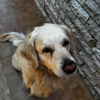 Golden Retriever disponibile per monte