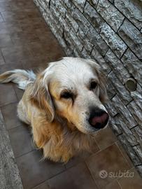 Golden Retriever disponibile per monte