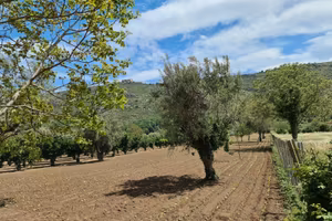 Terreno agricolo 4897 mq - bellona