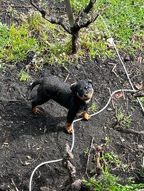 ROTTWEILER cucciola 90 giorni