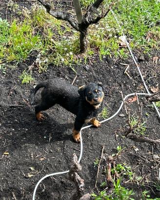 ROTTWEILER cucciola 90 giorni