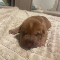 Splendidi cuccioli di sharpei