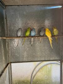 Pappagalli parrocchetti dal collare