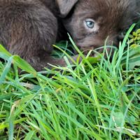 Cuccioli LABRADOR RETRIEVER colore CIOCCOLATO