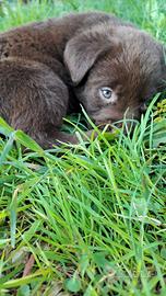 Cuccioli LABRADOR RETRIEVER colore CIOCCOLATO