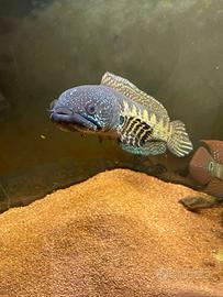 Pesce ciclide Channa aurantimaculata di 40cm