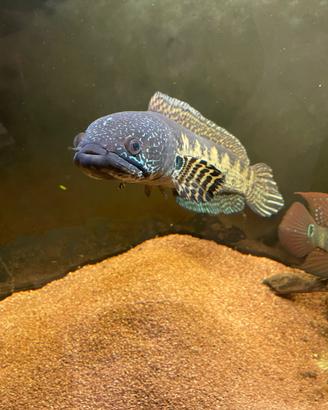 Pesce ciclide Channa aurantimaculata di 40cm